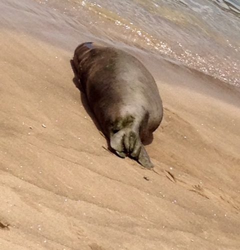 BusterTheMonkSeal