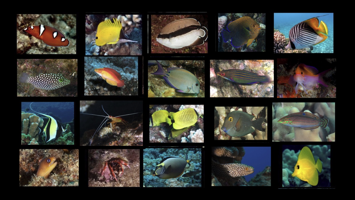 Aquarium Pet Trade on O’ahu – YOU Can Submit Your Opinion/Testimony!