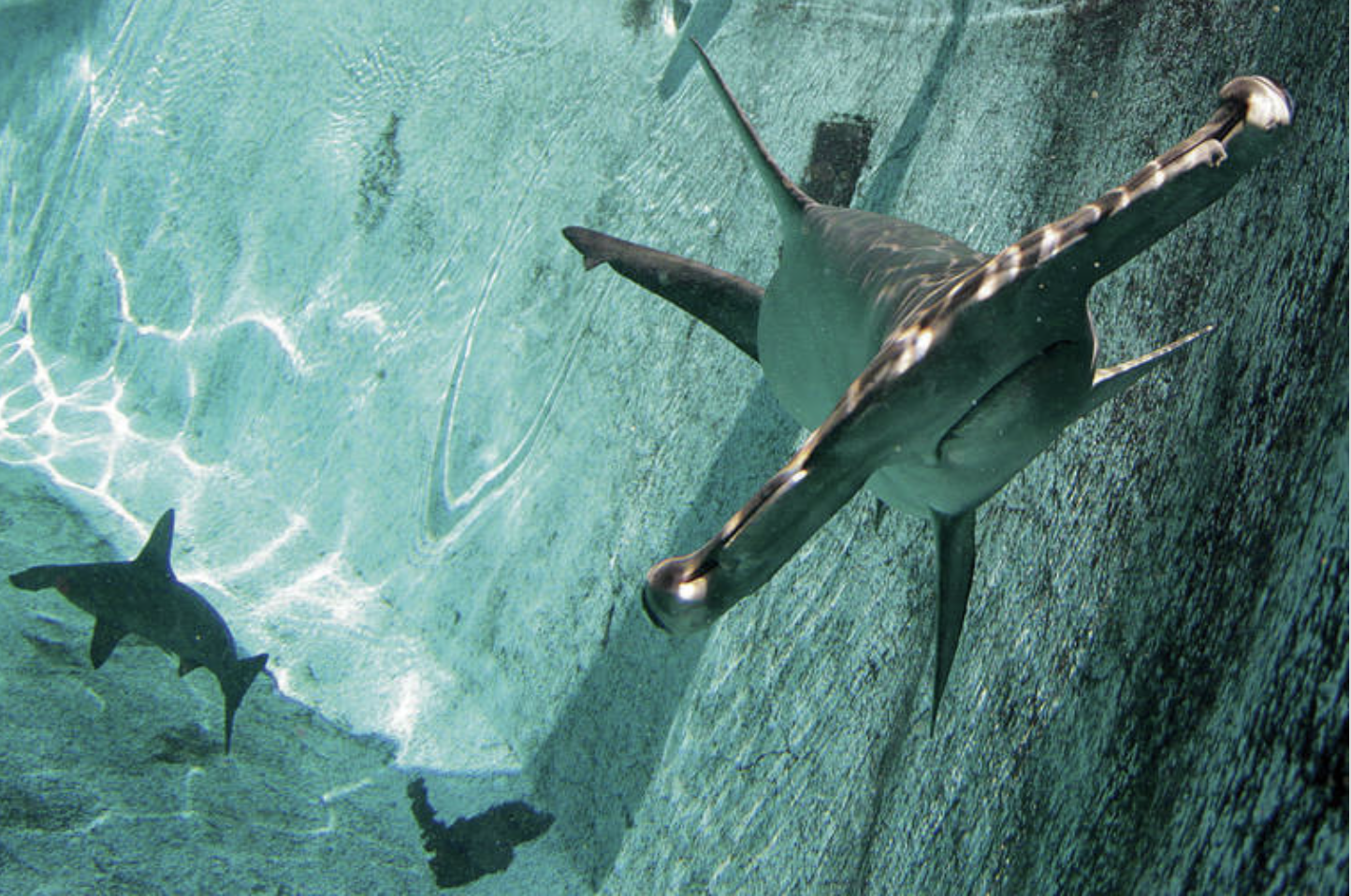 Shark Protection Bill Awaits Hawai’i Governor David Ige’s Signature