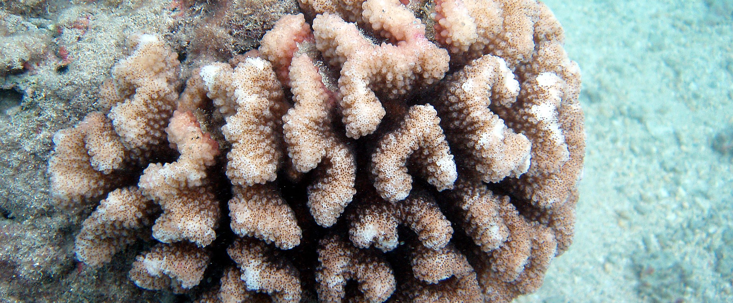 The Future of Hanauma Bay: Understanding Cauliflower Coral Spawning