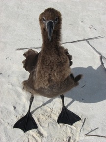 Kaupu (Black-Footed Albatross